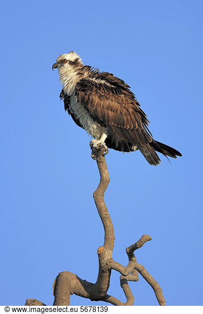 Fischadler (Pandion haliaetus) Everglades Nationalpark Florida USA