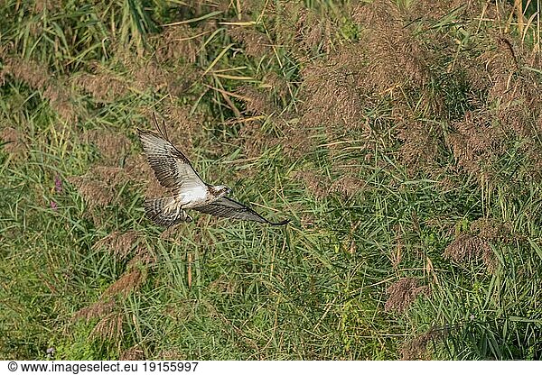 Fischadler (Pandion haliaetus) fängt einen Fisch in einem Moor. Bas-Rhin  Collectivite europeenne d'Alsace  Grand Est  Frankreich  Europa