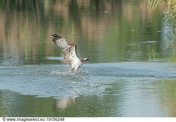 Fischadler (Pandion haliaetus) fängt einen Fisch in einem Moor. Bas-Rhin  Collectivite europeenne d'Alsace  Grand Est  Frankreich  Europa