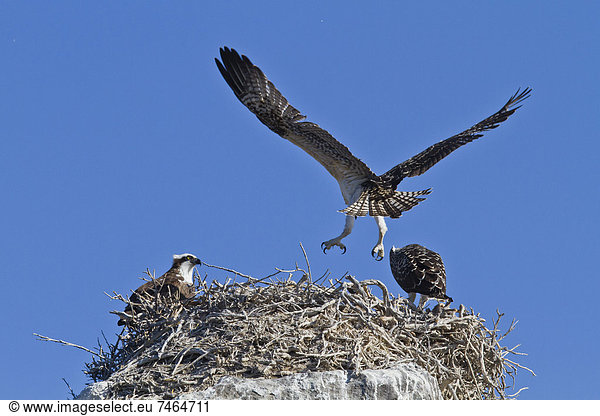 Fischadler Pandion haliaetus fliegen fliegt fliegend Flug Flüge Meer Nordamerika Mexiko Jungvogel Kalifornien üben