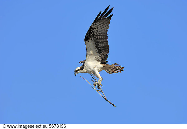 Fischadler (Pandion haliaetus) fliegend mit Nistmaterial Everglades Nationalpark Florida USA