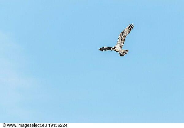 Fischadler (Pandion haliaetus) fliegt über ein Moor. Bas-Rhin  Collectivite europeenne d'Alsace  Grand Est  Frankreich  Europa