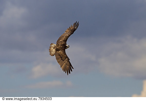 Fischadler (Pandion haliaetus) im Flug