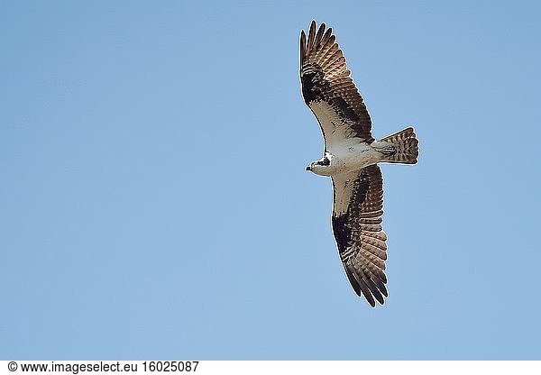 Fischadler (Pandion haliaetus) im Flug über den Himmel auf der Suche nach Fischen