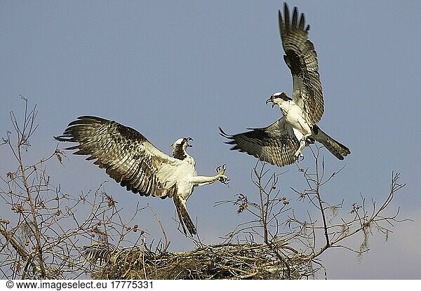 Fischadler (Pandion haliaetus) zwei erwachsene Tiere auf der Flucht  kämpfen um Nistplatz  Cypress Lake  Florida (U.) S. A