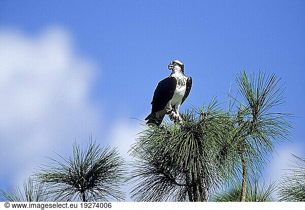 Fischadler sitzt auf einer Baumspitze  Osprey adult bird sitting on a tree top (Sea Hawk) (Fish Eagle)  Pandion haliaetus