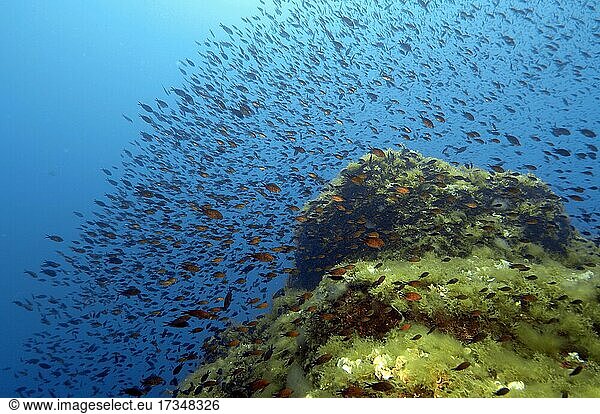 Fischschwarm von Mittelmeer-Fahnenbarsche  Mönchsfische (Chromis chromis) Mittelmeer  Italien  Europa