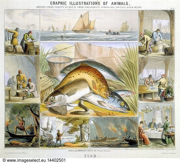 Fish: Anchovies  Mackerel  Cod  Isinglass (from Sturgeon)  Preserving  Herring  Marketing. Hand-coloured lithograph published London c1850. From "Graphic Illustrations of Animals and Their Utility to Man"