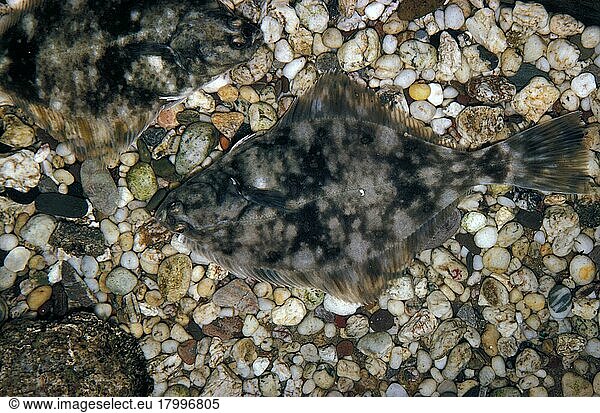 Fish  european flounders (Platichthys flesus) on pebbles  well camouflaged