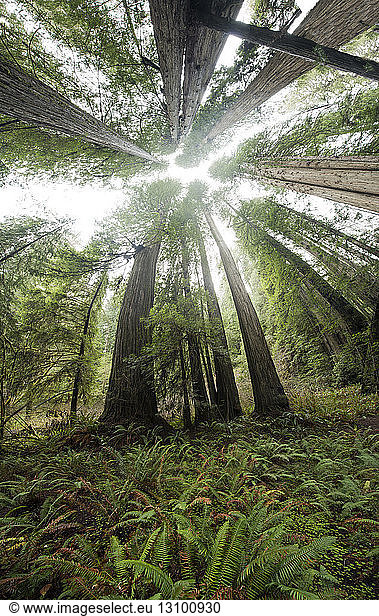 Fish eye view of tree growing at Jedediah Smith Redwoods State Park