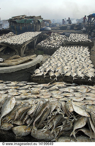 Fish processing  Saint-Louis  Republic of Senegal  Africa