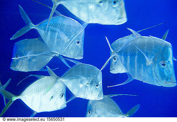 Fish swimming underwater