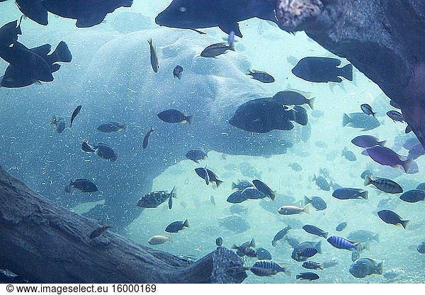 Fish tank in Valencia Spain.