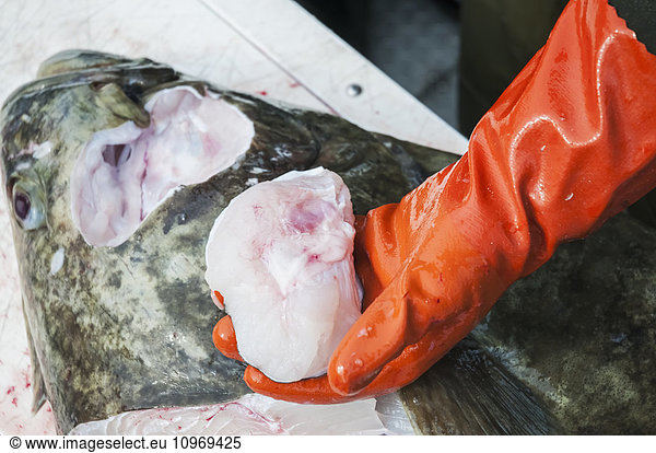 Fisherman harvests halibut cheeks which are considered a delicacy  Alaska