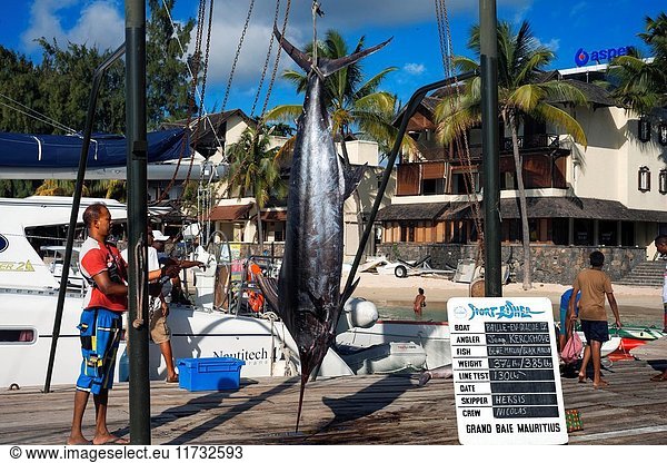Fishers with swordfishes in Grand Baie  Riviere Du Rempart  Mauritius  Indian Ocean  Africa.