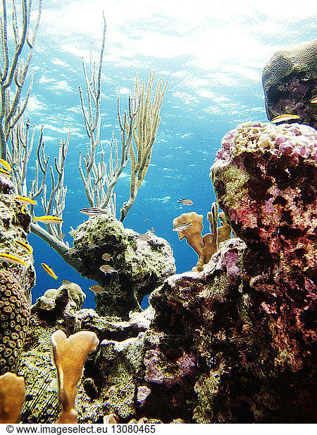 Fishes swimming by corals undersea