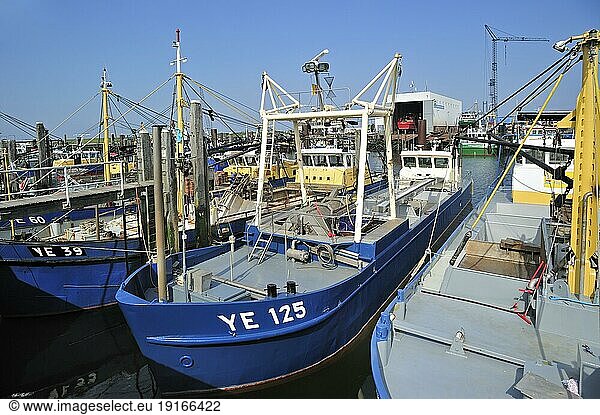Fishing boats  Mussel cutters in the harbour of Yerseke along the Oosterschelde  Eastern Scheldt  Zealand  the Netherlands