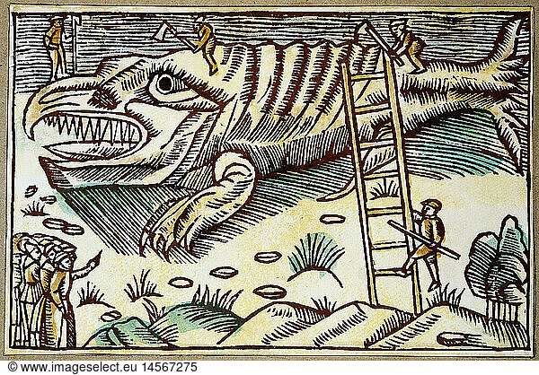 fishing  whaling  peeling of a stranded whale  woodcut  'Historia de gentibus septentrionalibus' by Olaus Magnus  Rome  1555  private collection