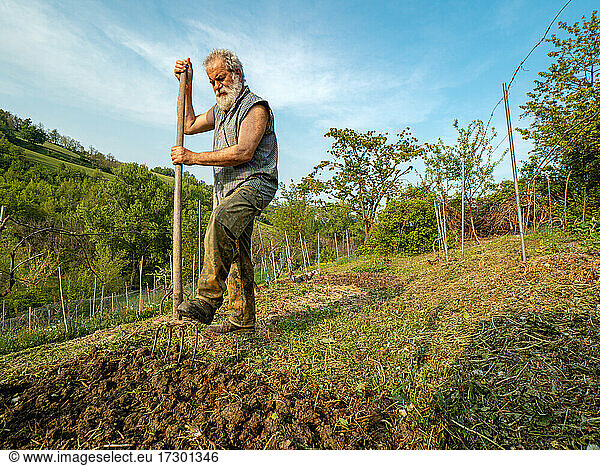 Fit senior farmer preparing and raking soil for organic vegetables