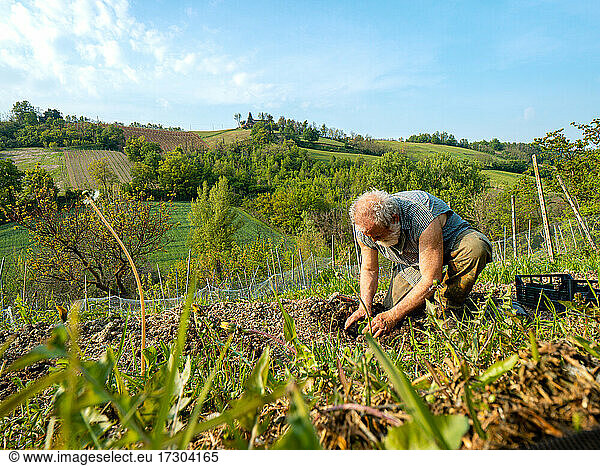 Fit senior farmer preparing and raking soil for organic zucchini