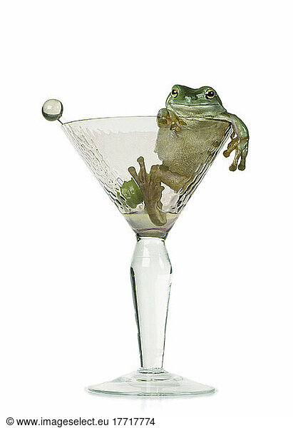 Fl6423  Natural Moments Photography; Drunken Frog In Empty Martini Glass