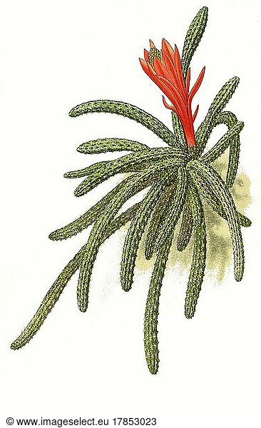 flagelliformis  Disocactus flagelliformis  Rats Tail Cactus. Peitschenkaktus (Cereus)  Rankenkaktusm Kaktus  Blüte  Pflanze  Historisch  digital restaurierte Reproduktion einer Vorlage aus dem 19. Jahrhundert