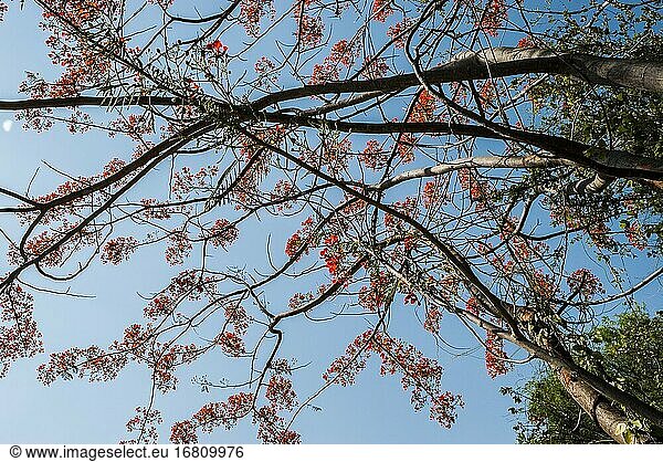 Flamboyantbaum (Delonix regia)  Mosi-oa-Tunya-Nationalpark  Livingstone  Sambia  Afrika.