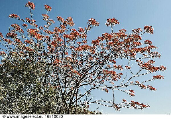 Flamboyanter Baum (Delonix regia)  Mosi-oa-Tunya National Park  Livingstone  Sambia  Afrika.