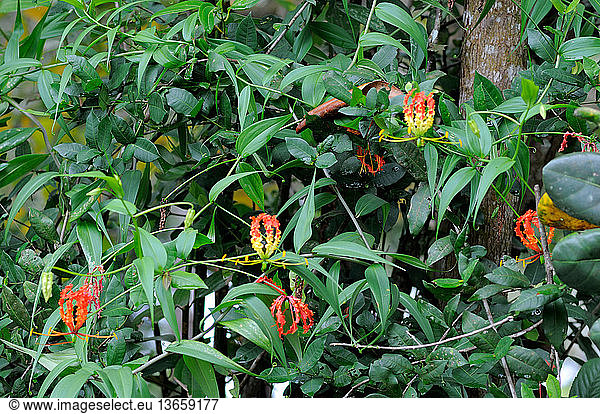 Flame Lily (Gloriosa superba) in Sri Lanka: grows in tropical Africa ...