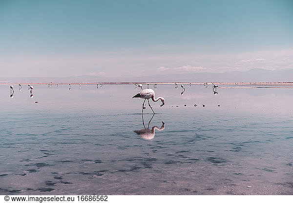 Flamingo searching for food in salt lagoon in Atacama Desert  Chile