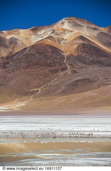 Flamingos an der Laguna Hedionda  einem Salzseegebiet im Altiplano von Bolivien