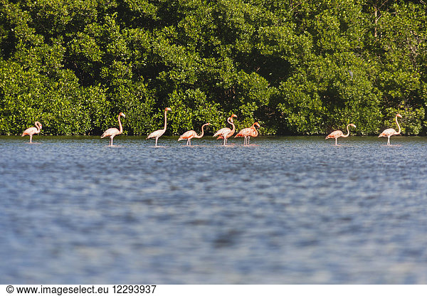 Flamingos on Guanaroca Lagoon  Cienfuegos