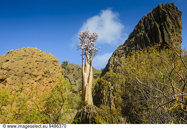 Flaschenbaum (Adenium obesum) blüht,  endemische Art,  Sokotra,  Jemen,  Asien