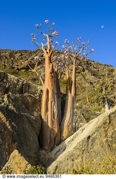 Flaschenbaum (Adenium obesum) blüht  endemische Art  Sokotra  Jemen  Asien