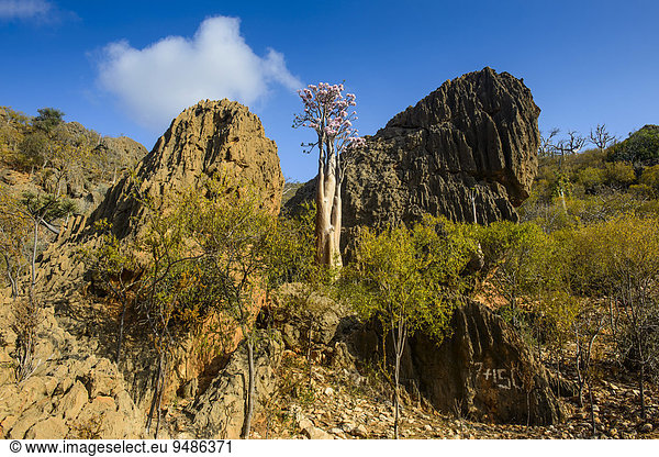 Flaschenbaum (Adenium obesum) blüht endemische Art Sokotra Jemen Asien
