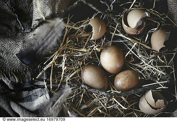 flat lay of dark brown eggs on straw with burlap and feathers