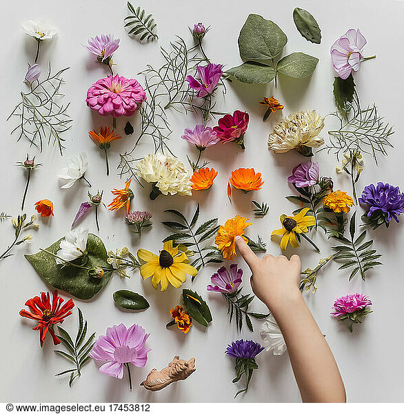 Flatlay of last summer flowers with hand of a child