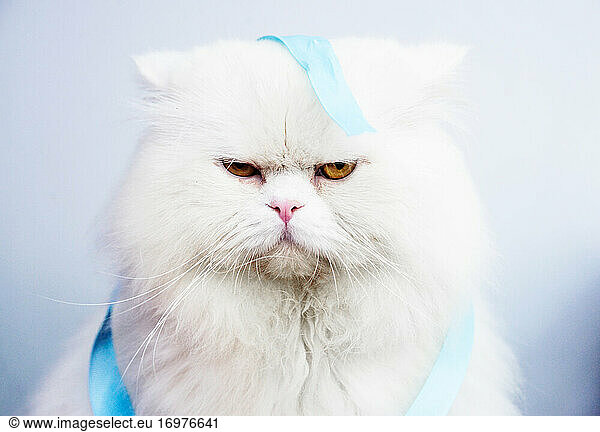 Flauschige weiße Katze mit verärgertem Gesichtsausdruck