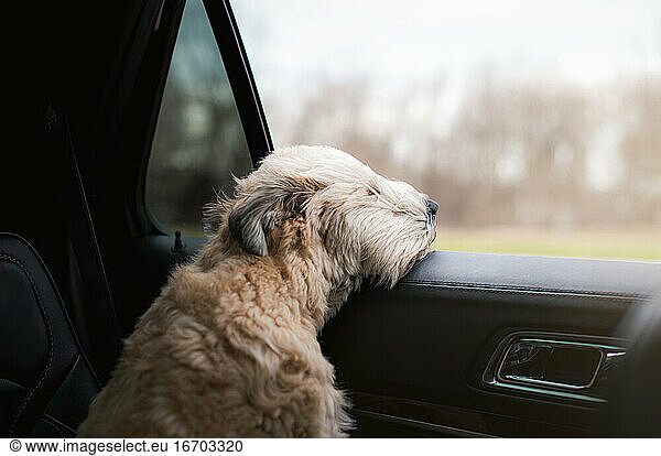 Flauschiger Hund  dessen Kopf aus dem offenen Fenster eines Autos ragt.