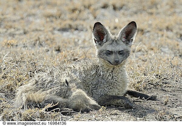 Fledermausfuchs (Otocyon megalotis)  der in der Savanne liegt und seine Jungen säugt.