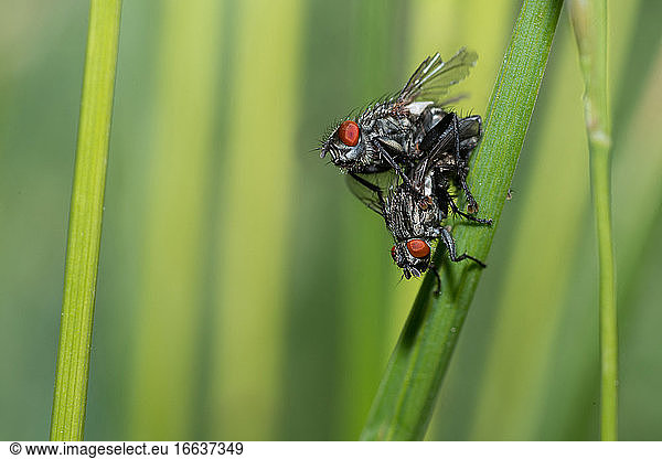 Flesh fly (Sarcophaga carnaria) mating  Vosges du Nord Regional Natural Park  France
