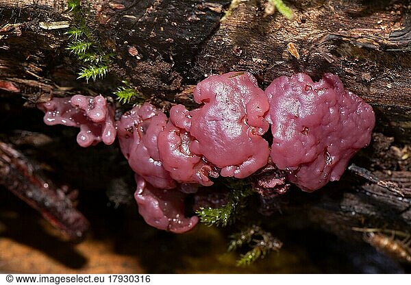 Flesh-red jelly cup some flesh-coloured jelly-like fruiting bodies next to each other on tree trunk