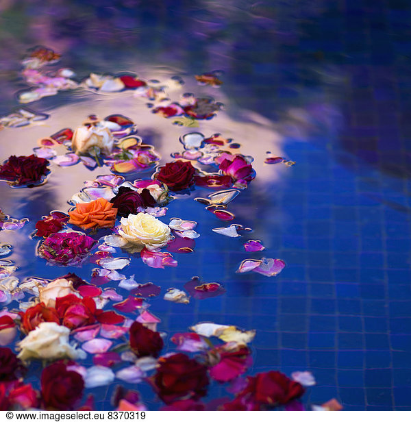 fließen Blütenblatt blau Rose Fliesenboden