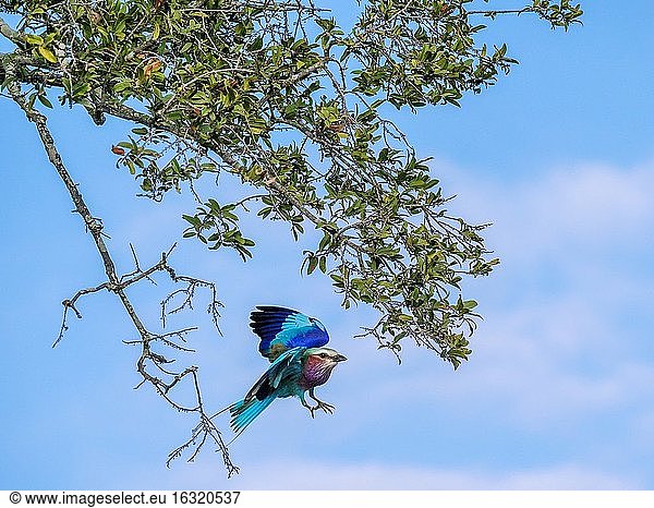 Fliederbrustwalze (Coracias caudatus) fliegt von einem Ast. Mpumalanga. Südafrika.