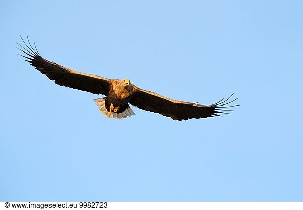 fliegen fliegt fliegend Flug Flüge Himmel Norwegen blau Weisswedelhirsch Odocoileus virginianus Bucht Adler