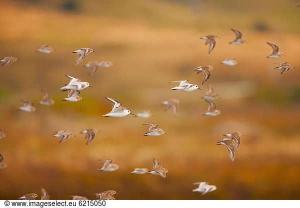 fliegen  fliegt  fliegend  Flug  Flüge  Himmel  Vogelschwarm  Vogelschar  Sanderling  calibris alba