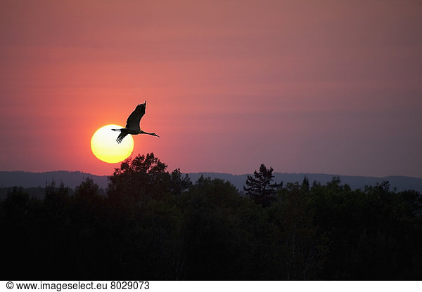 fliegen  fliegt  fliegend  Flug  Flüge  Sonnenuntergang  Kanada  Gans