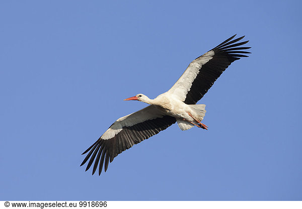 fliegen fliegt fliegend Flug Flüge weiß Deutschland Storch