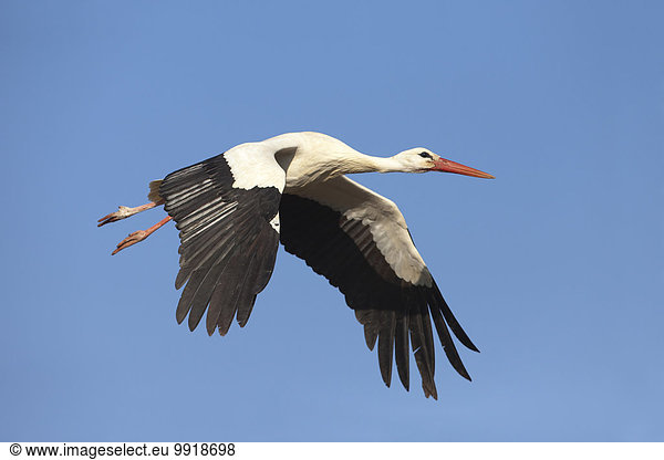 fliegen fliegt fliegend Flug Flüge weiß Deutschland Storch