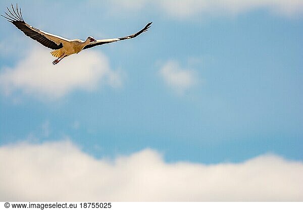 Fliegender Weißstorch (Ciconia ciconia) mit blauem Himmel